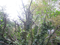 Baum5.webp
