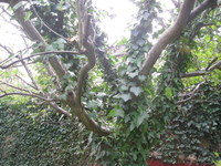 Baum3.webp