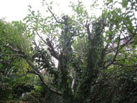 Baum2.webp