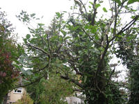 Baum1.webp