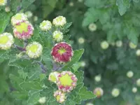 garten 09 005.webp