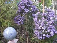 garten 09 007.webp
