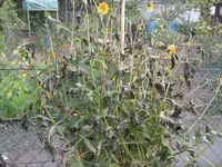 garten 09 008.webp
