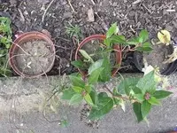 garten 09 012.webp