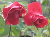 garten 09 013.webp