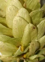 ab 81 c 003.webp