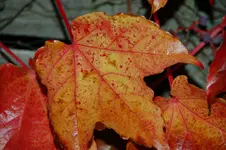 DSC_3070.webp