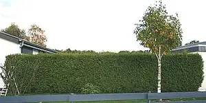 die Hecke_klein.webp