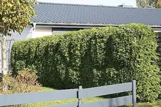 erster Schnitt fertig2_klein.webp