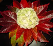 PICT6552.webp