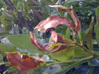 Hecke Strasse 20091018 003.webp