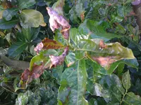 Hecke Strasse 20091018 006.webp