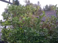 Hecke Terrasse 20091018 002.webp