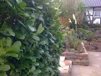 Hecke Terrasse 20091018 004.webp