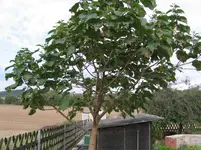 Baum 001.webp