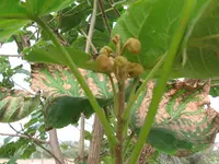 Baum 002.webp