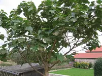 Baum 003.webp