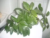 Hoya 003.webp