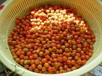 Vogelbeeren v.webp