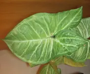 2009 680 v.webp