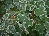 Frost v.webp