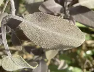 Salbei v.webp