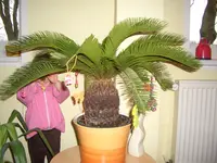 CIMG4934.webp