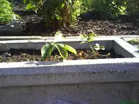 Garten 30.09.09 031.webp