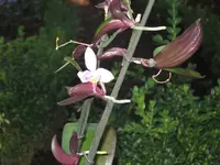 Orchidee mit Babys.webp