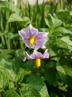 Größenänderung blüte.webp