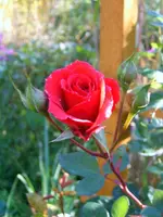 SA500092.webp
