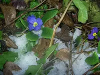 Winter 2009 419 v.webp