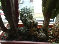 Kakteen 003.webp