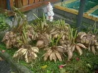 herbst 010.webp