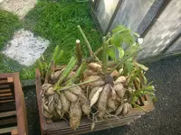 herbst 012.webp