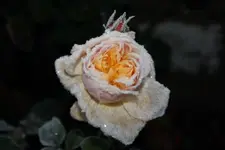 Eis Rose.webp