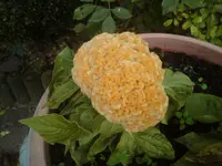 DSC01055.webp