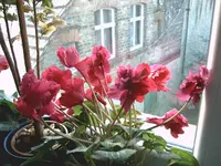 IMAG0436.webp