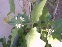 IMAG1181.webp