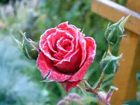 SA500092.webp