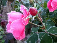 SA500094.webp