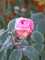 SA500116.webp
