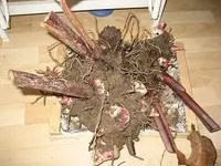 garten 09 001.webp
