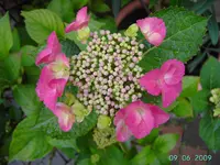 PICT2615.webp