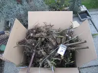 garten 09 006.webp