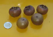 frucht2.webp
