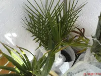 DSC00717.webp