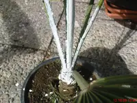 DSC00697.webp