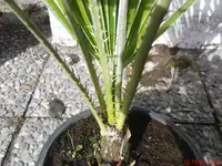 DSC00698.webp