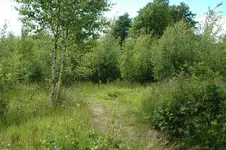 DSC_3987.webp